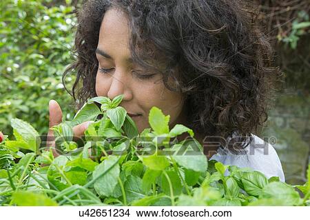 Mid adult woman smelling herbs in garden View Large Photo Image Picture - Mid adult woman smelling herbs in garden. Fotosearch