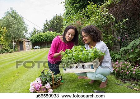 Stock Image - "Mother and grown daughter, picking herbs in garden". Fotosearch