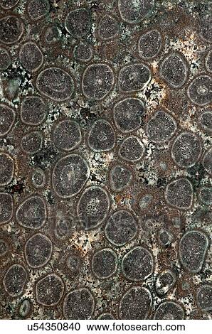 Stock Image - "Orbicular gabbro, a plutonic igneous rock from the early Cretaceous Period. Origin: Dehesa, San Diego County". Fotosearch