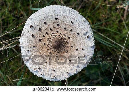 Overhead close up of white spotted mushroom in grass View Large Photo Image Stock Photography - Overhead close up of white spotted mushroom in grass. Fotosearch