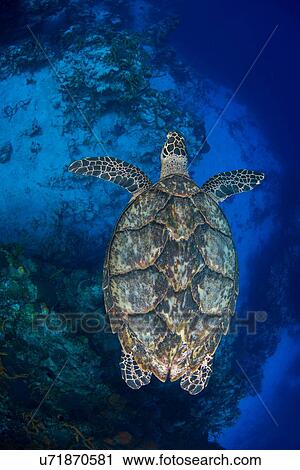 "Overhead view of hawksbill turtle (Eretmochelys imbricata) swimming over the southern wall of Cozumel Island, Quintana Roo, Mexico" View Large Photo Image Stock Image - "Overhead view of hawksbill turtle (Eretmochelys imbricata) swimming over the southern wall of Cozumel Island, Quintana Roo, Mexico". Fotosearch