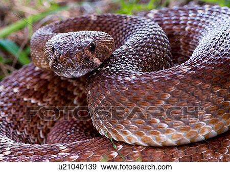 Stock Photo - "Pacific rattlesnake, (Crotalus oreganus), California, USA". Fotosearch