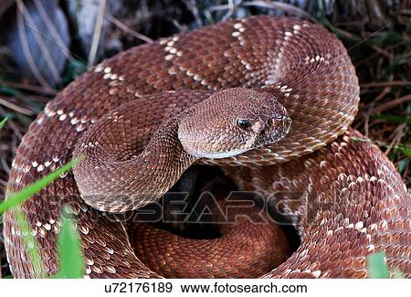 "Pacific rattlesnake, (Crotalus oreganus), California, USA" View Large Photo Image Stock Photo - "Pacific rattlesnake, (Crotalus oreganus), California, USA". Fotosearch