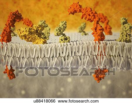 Stock Photograph - Phospholipid bilayer of the cell membrane. Computer graphic showing the phospholipid bilayer that forms the membrane around all living cells. Fotosearch