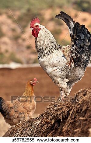 Stock Photography - "Portrait of rooster and hen, Lugu Lake, Yunnan, China". Fotosearch