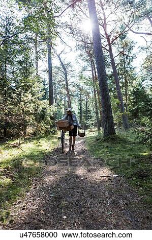 Rear view of mature woman pushing bicyle with foraging baskets in forest View Large Photo Image Stock Image - Rear view of mature woman pushing bicyle with foraging baskets in forest. Fotosearch