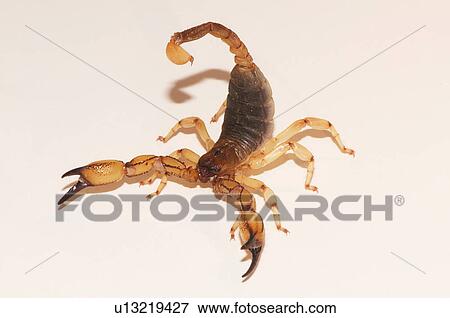 Stock Photo - "Scorpion found in Riverside, California, identified as Anuroctonus pococki, in the family Iluridae". Fotosearch