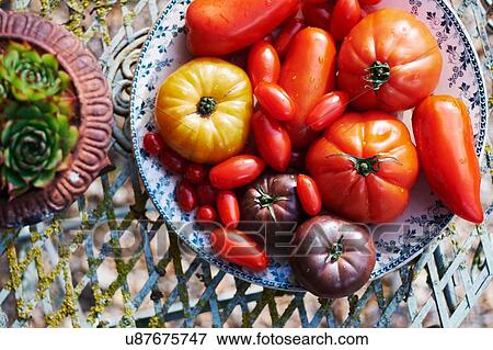 "Selection of different tomatoes, overhead view" View Large Photo Image Stock Photo - "Selection of different tomatoes, overhead view". Fotosearch