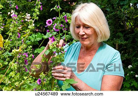 "Senior woman, picking buds from garden flower" View Large Photo Image Stock Photo - "Senior woman, picking buds from garden flower". Fotosearch