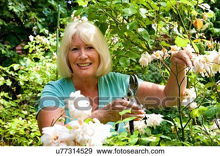 Stock Photo - "Senior woman, picking buds garden roses". Fotosearch