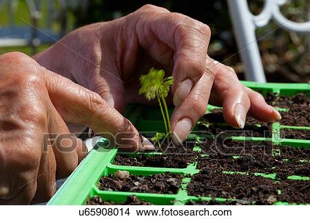 "Senior woman planting seedling, focus on hands" View Large Photo Image Picture - "Senior woman planting seedling, focus on hands". Fotosearch