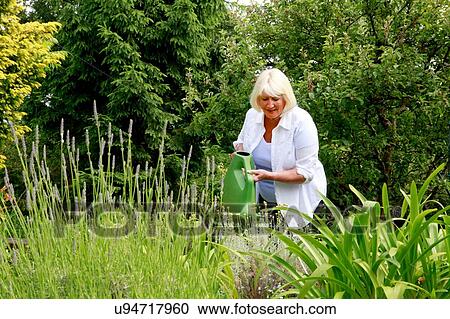 Senior woman water plants in garden with watering can View Large Photo Image Stock Image - Senior woman water plants in garden with watering can. Fotosearch