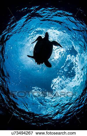 "Silhouetted low angle view of hawksbill turtle (Eretmochelys imbricata), Cozumel, Quintana Roo, Mexico" View Large Photo Image Stock Photo - "Silhouetted low angle view of hawksbill turtle (Eretmochelys imbricata), Cozumel, Quintana Roo, Mexico". Fotosearch