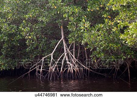 Stock Image - "Swamp of red mangrove, Rhizophora mangle, in the Collier-Seminole Park of southern Florida, USA". Fotosearch