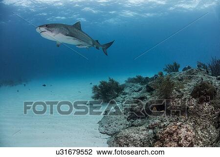 Stock Image - "Tiger shark (galeocerdo cuvier) swimming by reef in the north Bahamas, Caribbean". Fotosearch