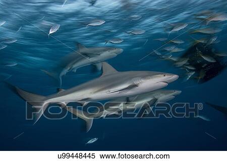 Stock Photography - "Young reef sharks are attracted to a bait box at dusk, Bahamas, Caribbean". Fotosearch