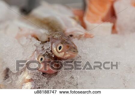 Stock Photo - Anchovy. Fotosearch