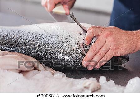 Man cutting a pink salmon View Large Photo Image Stock Image - Man cutting a pink salmon. Fotosearch