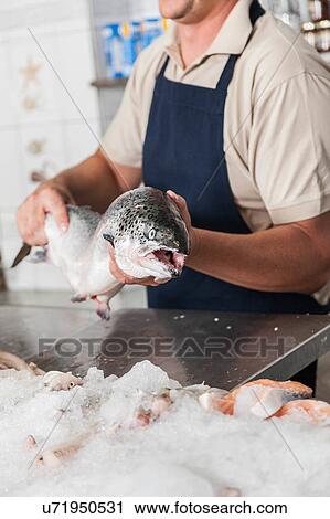 Man holding a pink salmon View Large Photo Image Stock Image - Man holding a pink salmon. Fotosearch