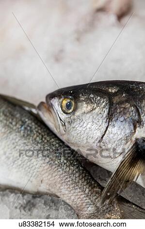 Picture - Silverside. Fotosearch