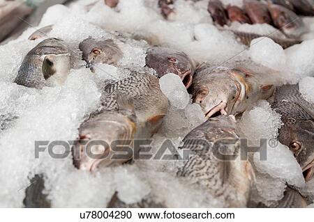 White salmon View Large Photo Image Stock Image - White salmon. Fotosearch