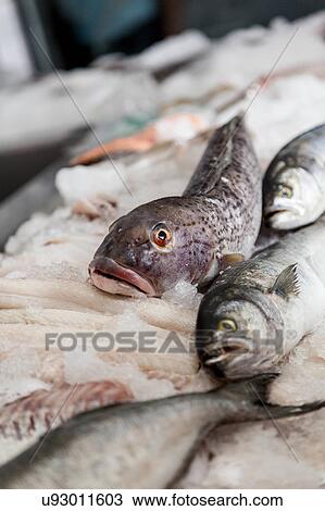 White salmon View Large Photo Image Stock Image - White salmon. Fotosearch