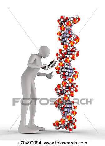 3d man inspecting a DNA chain with a magnifying glass. View Large Illustration Stock Illustration - 3d man inspecting a DNA chain with a magnifying glass.. Fotosearch