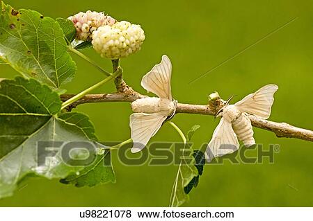 Stock Photo - domesticated Silkmoth on a white mulberry branch. Fotosearch