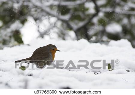 "European Robin (Erithacus rubecula) perched on a branch in the snow, Photographed in Israel in January" View Large Photo Image Stock Image - "European Robin (Erithacus rubecula) perched on a branch in the snow, Photographed in Israel in January". Fotosearch