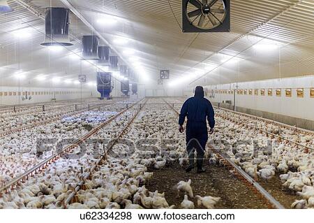 Farmer in a barn with hens. View Large Illustration Stock Illustration - Farmer in a barn with hens.. Fotosearch