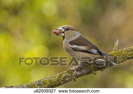 Hawfinch (Coccothraustes coccothraustes) perched on a branch. This finch has short tail and has a stong beak for cracking seeds such as cherry stones. It is found in woodlands throughout Europe and temperate Asia. Photographed in Israel in January View Large Photo Image Stock Photo - Hawfinch (Coccothraustes coccothraustes) perched on a branch. This finch has short tail and has a stong beak for cracking seeds such as cherry stones. It is found in woodlands throughout Europe and temperate Asia. Photographed in Israel in January. Fotosearch
