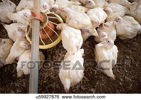Stock Illustration - "Hens feeding from a trough, high angle view. ". Fotosearch