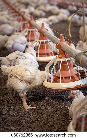 Stock Illustration - Hens feeding from a trough.. Fotosearch