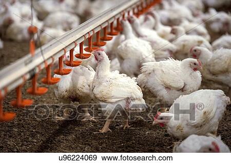 Stock Illustration - Hens feeding from a trough.. Fotosearch