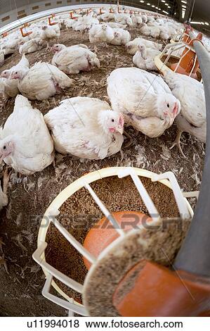 Stock Illustration - "Hens feeding from a trough, wide angle view. ". Fotosearch