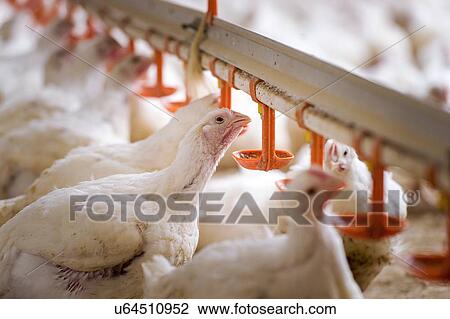Drawing - "Hens feeding from plastic containers, close up. ". Fotosearch