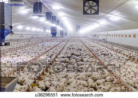 Hens feeding from plastic containers in a barn. View Large Illustration Clip Art - Hens feeding from plastic containers in a barn.. Fotosearch