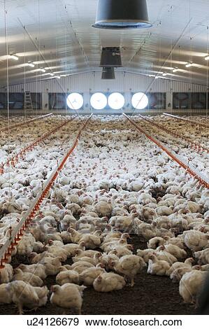 Stock Illustration - Hens feeding from plastic containers in a barn.. Fotosearch