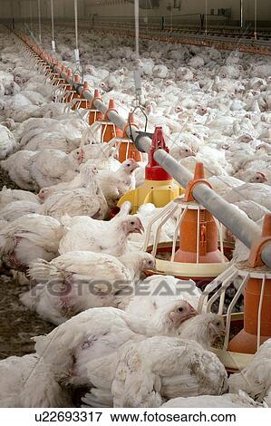 Stock Illustration - Hens feeding from plastic containers.. Fotosearch