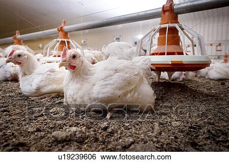 Stock Illustration - Hens sitting on a barn floor.. Fotosearch