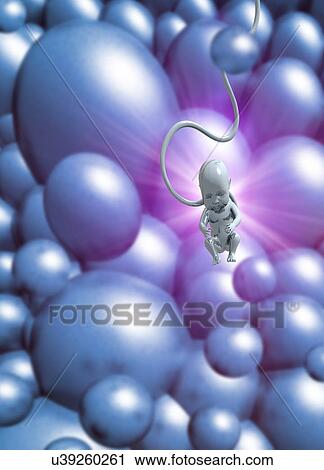 "Human fetus, computer illustration. " View Large Illustration Clip Art - "Human fetus, computer illustration. ". Fotosearch