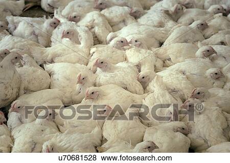 Stock Illustration - Large number of hens in a barn.. Fotosearch