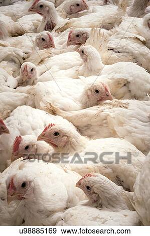 Large number of hens in a barn. View Large Illustration Stock Illustration - Large number of hens in a barn.. Fotosearch