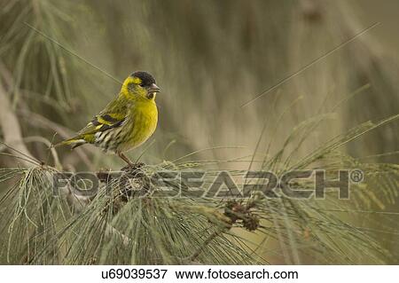 Stock Photo - "Male Eurasian siskin (Carduelis spinus). The siskin is a type of finch. It breeds in northern Europe, parts of Russia and eastern Asia, and migrates south in the winter. ". Fotosearch
