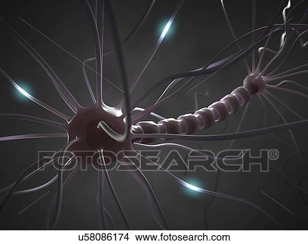 "Nerve cell, computer illustration. " View Large Illustration Stock Illustration - "Nerve cell, computer illustration. ". Fotosearch