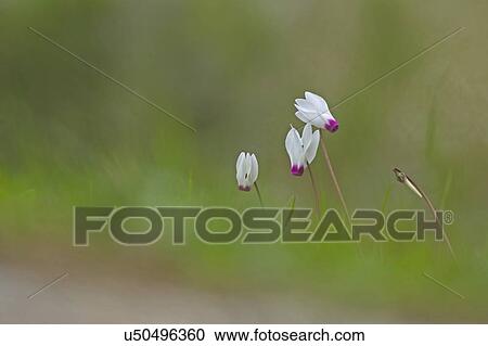 Stock Image - "Persian Violets (Cyclamen persicum), Photographed in Israel in January". Fotosearch