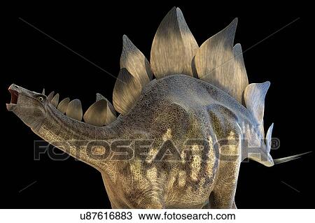 Drawing - "Stegosaur dinosaur, computer illustration. ". Fotosearch