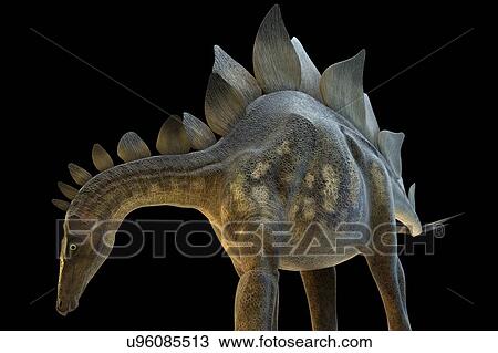 Drawing - "Stegosaur dinosaur, computer illustration. ". Fotosearch