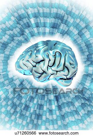 "The human brain, computer illustration. " View Large Illustration Stock Illustration - "The human brain, computer illustration. ". Fotosearch