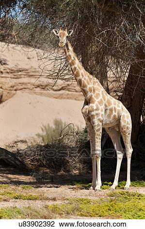 Stock Image - A gentle fellow. Fotosearch